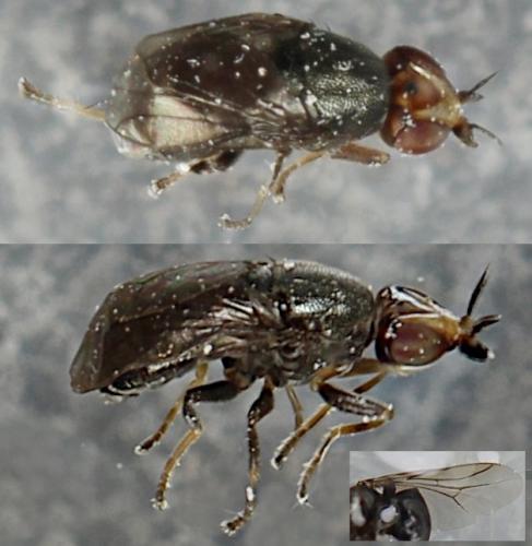 Réf. 269 195 : Camarota curvipennis